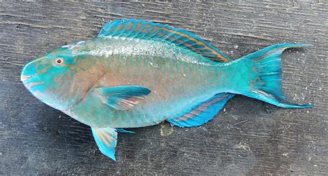 Azure Parrotfish | Mexico – Fish, Birds, Crabs, Marine Life, Shells and Terrestrial Life