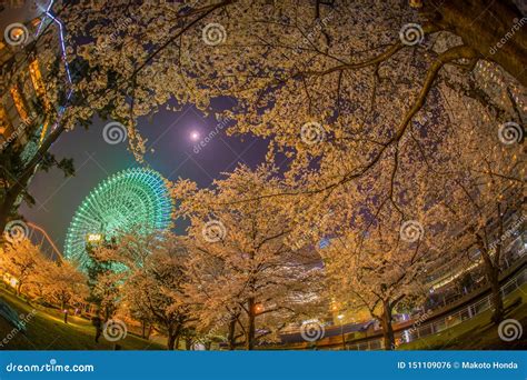 Cherry Blossoms and the Ferris Wheel of the Minato Mirai Stock Photo ...