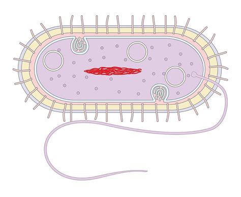 bacterial cell diagram and functions