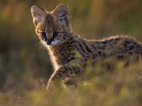 Ten Amazing Small Wild Cats | Smithsonian