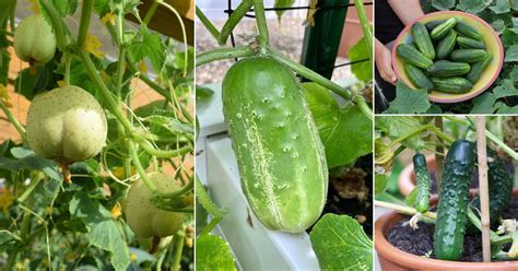 20 Best Mini Cucumber Varieties | Small Cucumbers