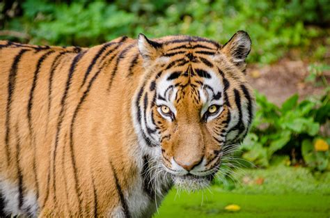 Siberian Tiger, Wildlife Free Stock Photo - Public Domain Pictures