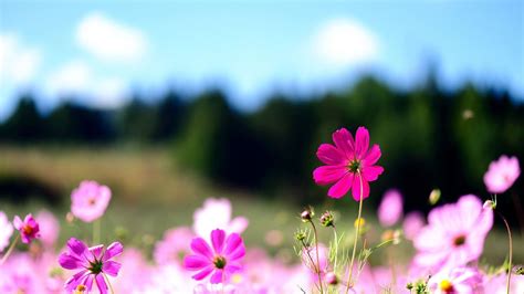 Spring Wallpaper HD - Live Wallpaper HD | Flower desktop wallpaper, Pink flower photos, Flower ...