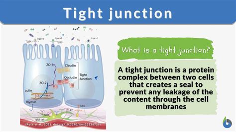 Desmosomes Tight Junctions And Gap Junctions