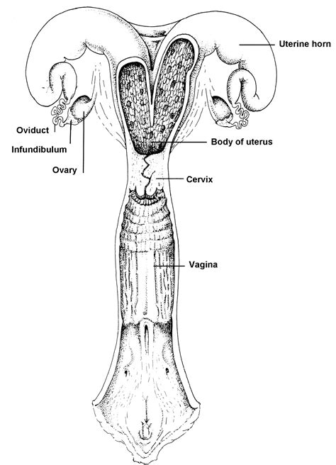 Female Cow Reproductive System Diagram - calibretips