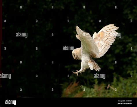 Barn owl hunting Stock Photo - Alamy