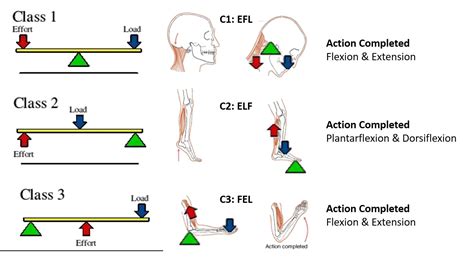 Example of levers in the body - Parallel Coaching