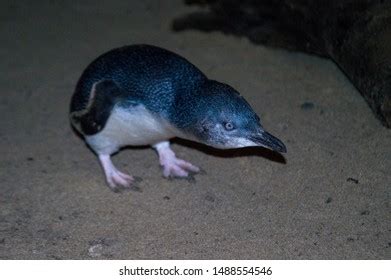 376 Little Blue Penguins New Zealand Stock Photos, Images & Photography | Shutterstock