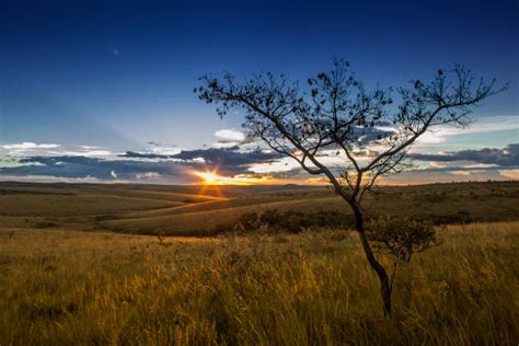 Cerrado Brasileiro Banco de Imagens e Fotos de Stock - iStock