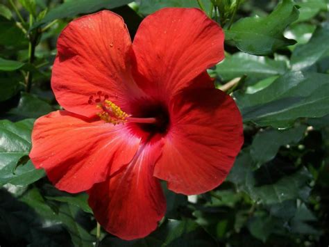 Hibiscus rosa-sinensis - China Rose | World of Flowering Plants