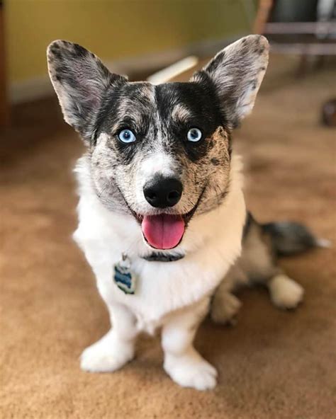 Corgi Husky Mix: All You Need to Know about Horgi Dog - K9 Web