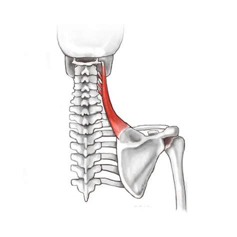 Learn More About The Levator Scapulae Muscles - Pure Posture