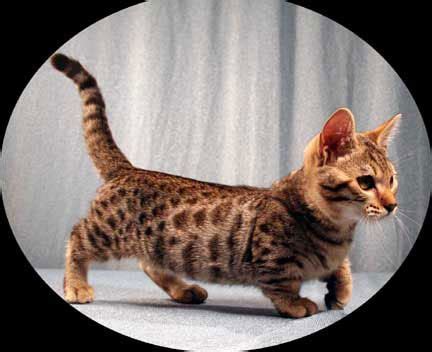 Bengal Munchkin Cat ~ FUROSEMIDE