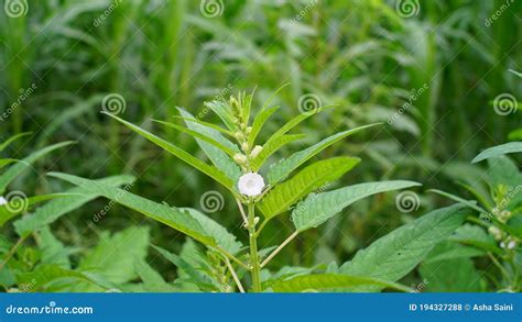 Sesame is a Flowering Plant in the Genus Sesamum, Also Called Benne ...