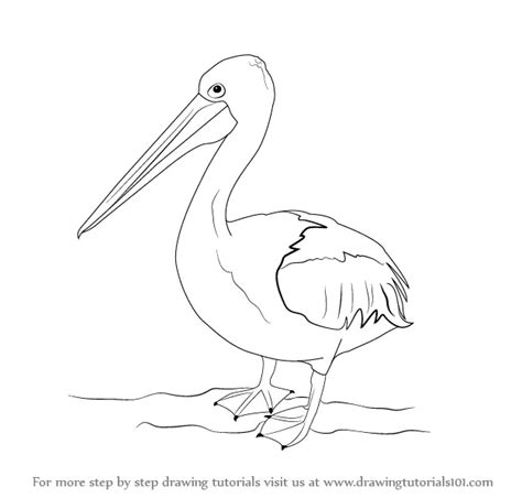 Learn How to Draw a Pelican (Seabirds) Step by Step : Drawing Tutorials