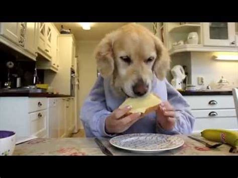 Funny Dogs Eating Like Humans Compilation | Human Dog | Know Your Meme