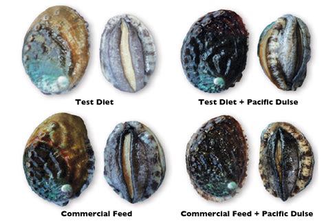 Diets affect abalone meat quality, shell color - Responsible Seafood Advocate