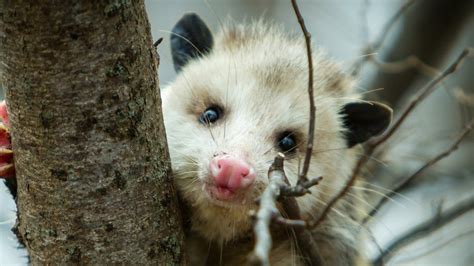 Opossums | The Humane Society of the United States