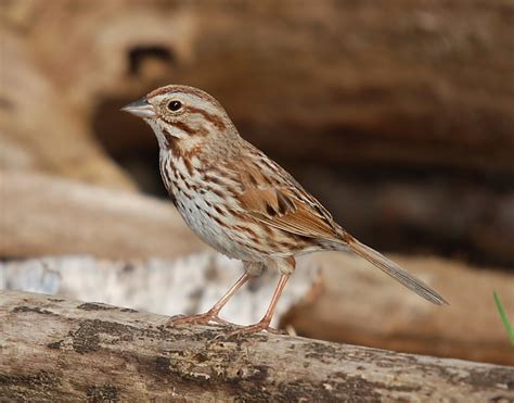 Ohio Birds and Biodiversity: The melodious Song Sparrow