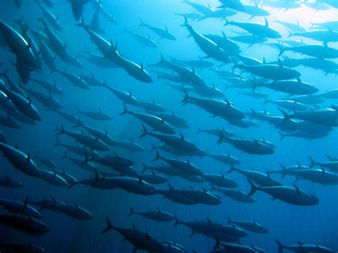 Atlantic Bluefin Tuna Facts: Habitat, Diet, Conservation & More