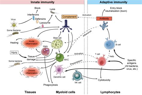 Innate and Adaptive Immunity - Creative Diagnostics