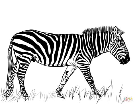 Zebra coloring page | Free Printable Coloring Pages