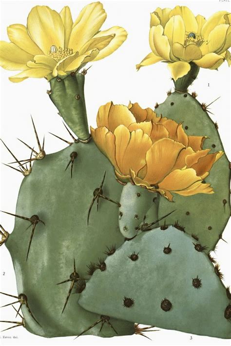 135 best images about Cactus illustrations & Images on Pinterest