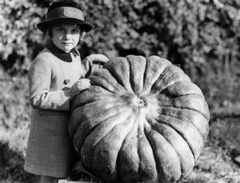 Giant Pumpkin Contest in Norwich