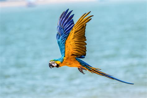 Macaw Bird 5k, HD Birds, 4k Wallpapers, Images, Backgrounds, Photos and Pictures