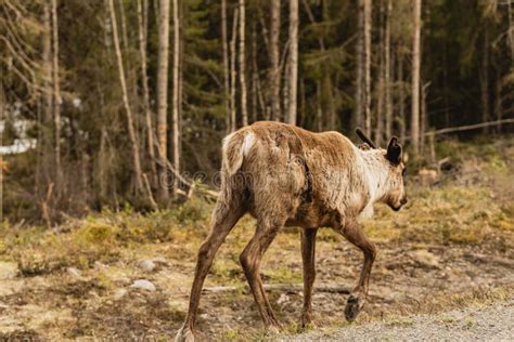 Reindeer in Its Natural Habitat Stock Image - Image of forest, creature: 264849841