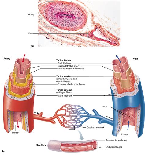 Label The Blood Vessel Human Bio Blood Vessel Definition Anatomy Function Types – Winder Folks