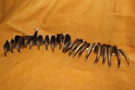 Grizzly Bear Claws – P&D International Furtraders