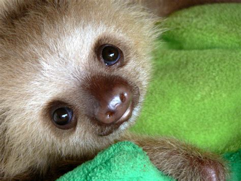 little baby sloth (x-post /r/sloths) : aww