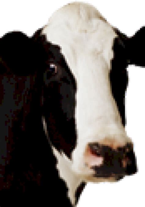 Cow Moo Soundboard - All About Cow Photos