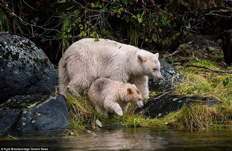 Rare albino bear spotted teaching her cub how to catch a fish | Daily ...