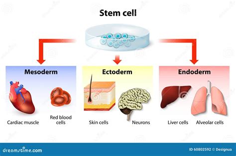 Stem Cell Application Stock Vector - Image: 60802592