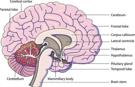 Diagrams Of The Brain Bilder – Durchsuchen 25,306 Archivfotos, Vektorgrafiken und Videos | Adobe ...