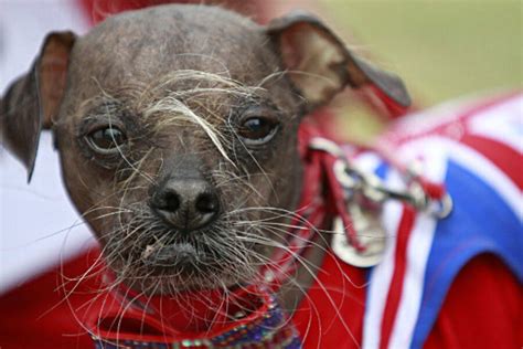 Ugliest Dog contest: 'Mugly' had the name, now he gets the prize - CSMonitor.com