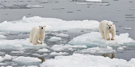 Arctic Polar Bear Habitat