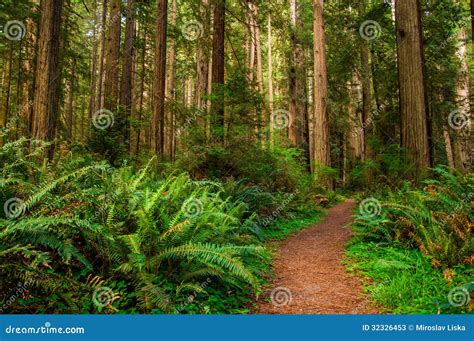 Hiking Path in Redwood Forest Stock Image - Image of moss, calm: 32326453