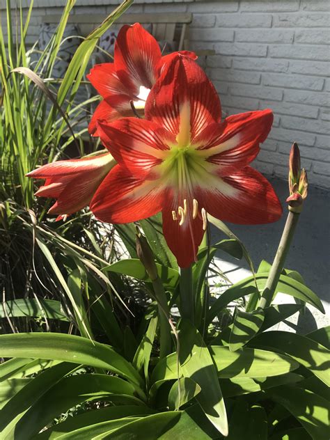 Easter Lilies : r/garden