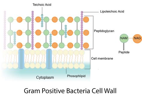 Bacteria: Cell Walls – General Microbiology