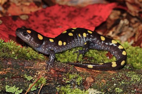 Meet the Yellow Spotted Salamander - Cape Elizabeth Land Trust