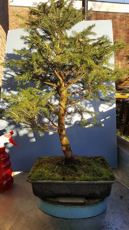 Norway Spruce | Bonsai Nut