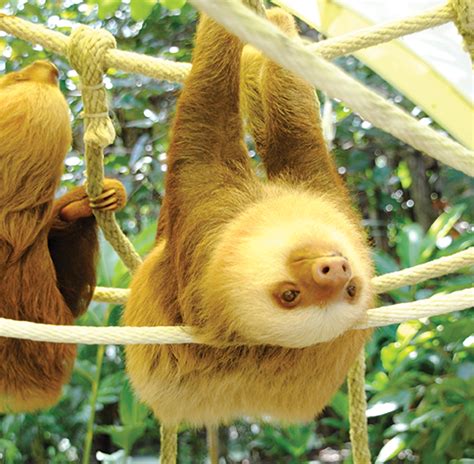 Sloth Sanctuary Ranked World's Best - Vamos Costa Rica Blog