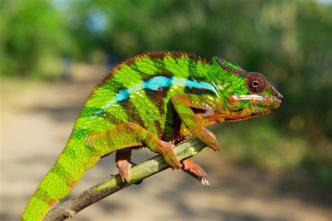 New chameleon species showcase fragile biodiversity in Madagascar - CSMonitor.com