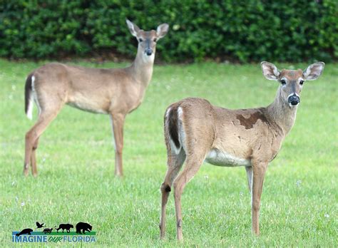 White-tailed Deer | Imagine Our Florida, Inc