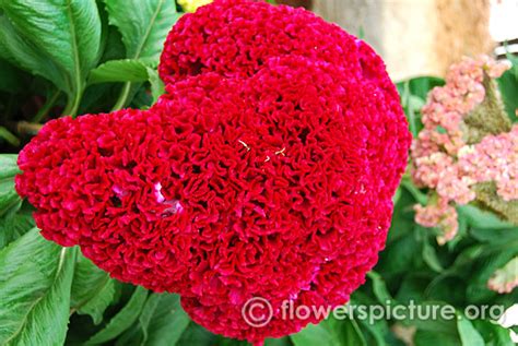 Cockscomb flower varieties