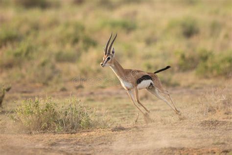 Gazelle Running From Lion