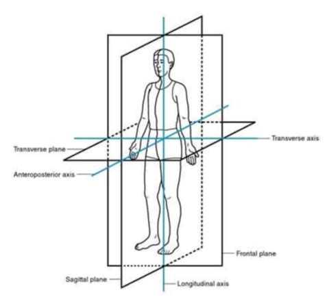 Anatomy plane and Axis - DocCheck